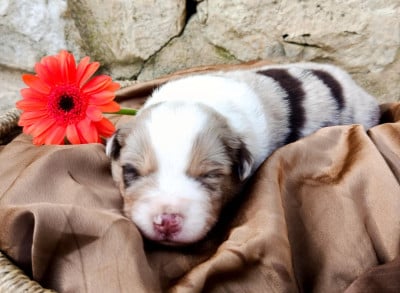 Les chiots de Berger Américain Miniature 