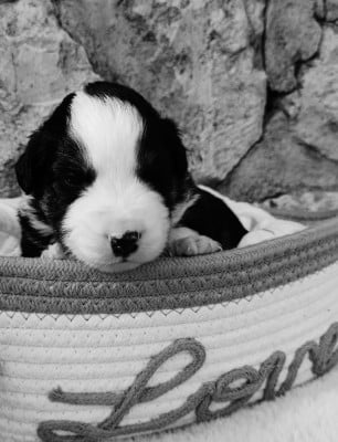 Les chiots de Berger Américain Miniature 