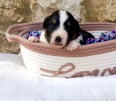 Les chiots de Berger Américain Miniature 