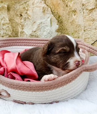 Les chiots de Berger Américain Miniature 