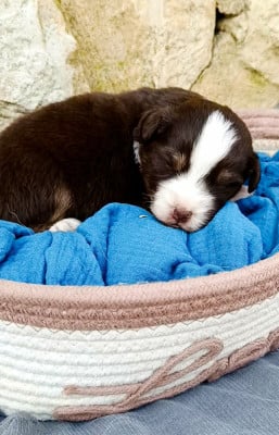 Les chiots de Berger Américain Miniature 