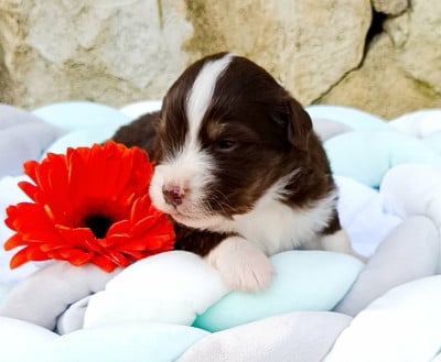 Les chiots de Berger Américain Miniature 