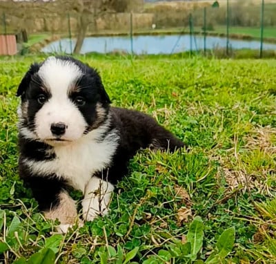 Les chiots de Berger Américain Miniature 