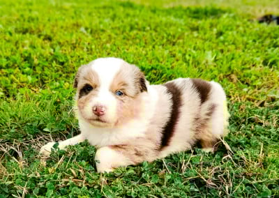 Les chiots de Berger Américain Miniature 