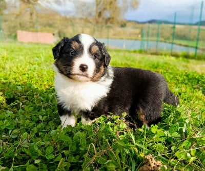 Les chiots de Berger Américain Miniature 