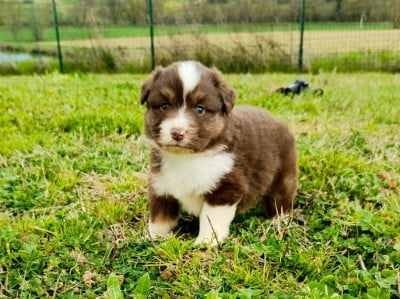 Les chiots de Berger Américain Miniature 
