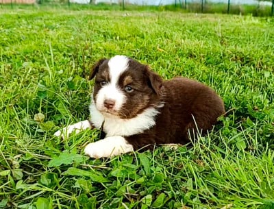 Les chiots de Berger Américain Miniature 