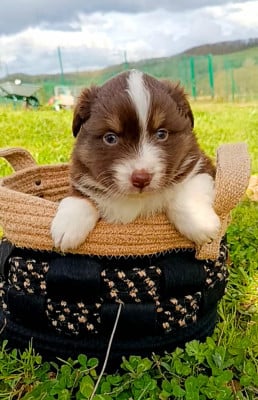 Les chiots de Berger Américain Miniature 