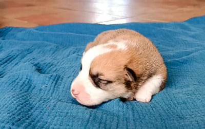 Les chiots de Welsh Corgi Pembroke