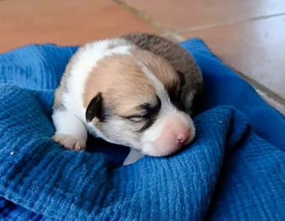 Les chiots de Welsh Corgi Pembroke