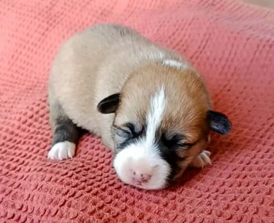 Les chiots de Welsh Corgi Pembroke