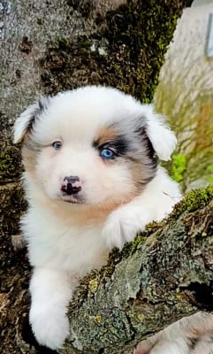 Les chiots de Berger Américain Miniature 