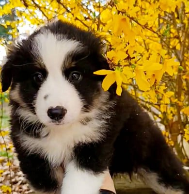 Les chiots de Berger Américain Miniature 