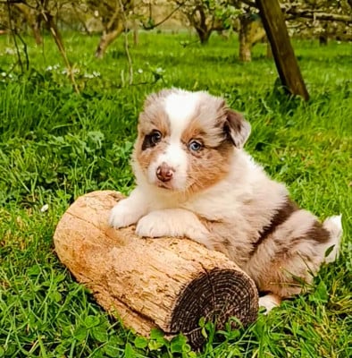 Les chiots de Berger Américain Miniature 