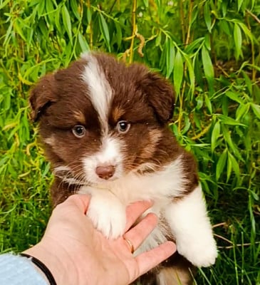 Les chiots de Berger Américain Miniature 