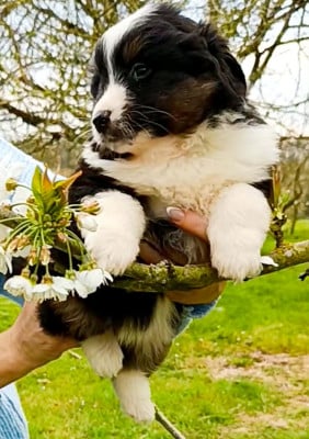 Les chiots de Berger Américain Miniature 