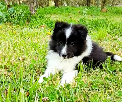 Les chiots de Shetland Sheepdog