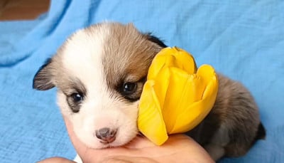 Les chiots de Welsh Corgi Pembroke