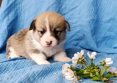 Les chiots de Welsh Corgi Pembroke