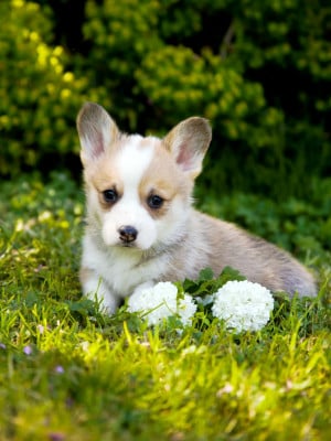 Les chiots de Welsh Corgi Pembroke