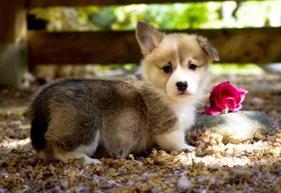 Les chiots de Welsh Corgi Pembroke