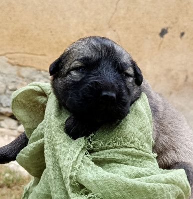 Les chiots de Berger Yougoslave de Charplanina