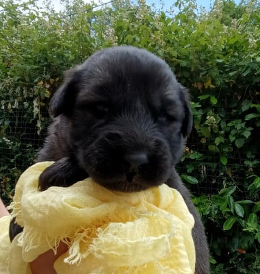 Les chiots de Berger Yougoslave de Charplanina
