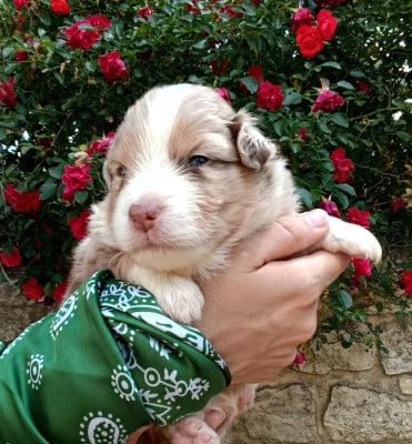 Les chiots de Berger Américain Miniature 