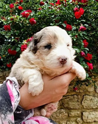 Les chiots de Berger Américain Miniature 