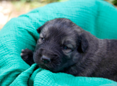 Les chiots de Berger Yougoslave de Charplanina