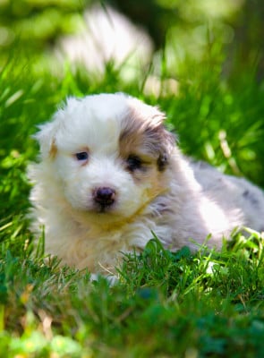 Les chiots de Berger Américain Miniature
