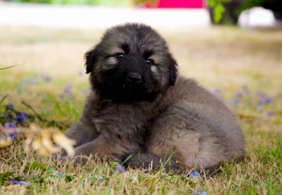 Les chiots de Berger Yougoslave de Charplanina