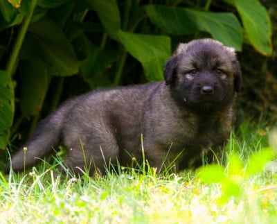 Les chiots de Berger Yougoslave de Charplanina