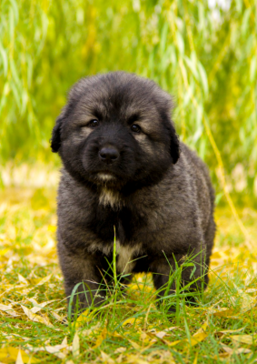 Les chiots de Berger Yougoslave de Charplanina