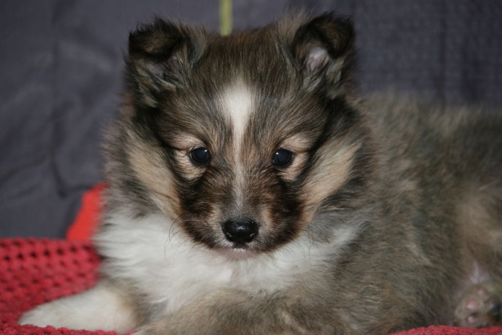 des Jardins de Becky - Shetland Sheepdog - Portée née le 10/10/2018