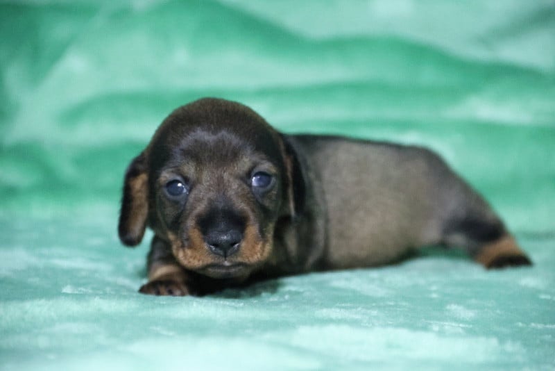 Teckel poil dur - de la Garenne en Hurepoix