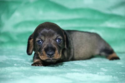 Les chiots de Teckel poil dur