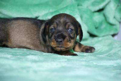 Les chiots de Teckel poil dur