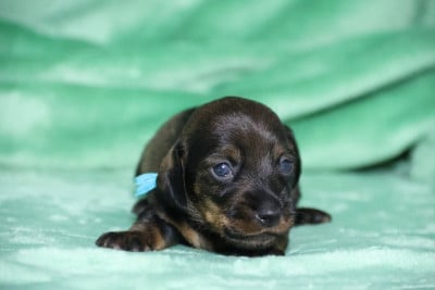 Les chiots de Teckel poil dur