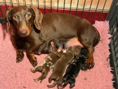 Chiot N°2 - Teckel poil ras