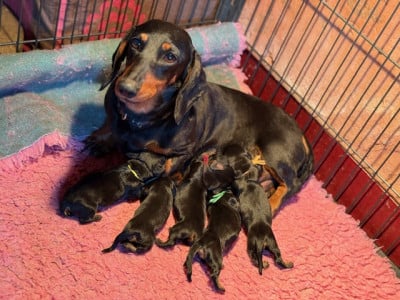 Chiot N°1 - Teckel poil ras