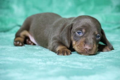 Les chiots de Teckel poil ras