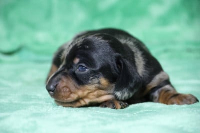 Les chiots de Teckel poil ras