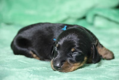 Les chiots de Teckel poil ras