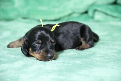 Les chiots de Teckel poil ras