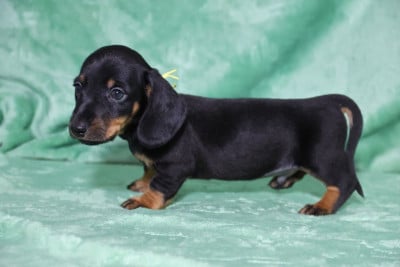 Les chiots de Teckel poil ras