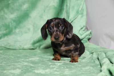 Les chiots de Teckel poil ras