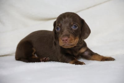 Les chiots de Teckel poil ras