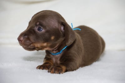 Les chiots de Teckel poil ras