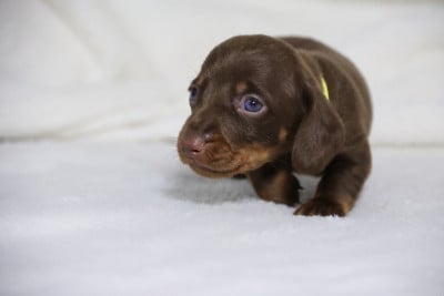 Les chiots de Teckel poil ras